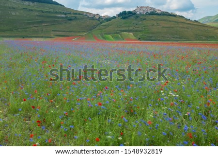 A low level landscape view of Piana di Castelluccio, Umbria, Italy covered in  red poppies and purple lntil flowers against the green rolling hills the town of Castelluccio nobody in the image.
