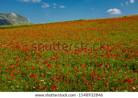 A field of red poppies just outside the town of Castelluccio, Umbria, Italy against a bright blue sky nobody in the image