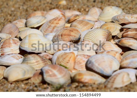 A lot of seashells on the sand
