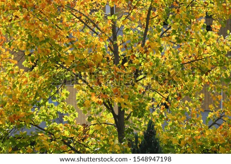 colorful maple leaves on the trees. Autumn background.