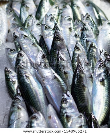 Mackerels at fish market. Fishes for sale on bench. Fresh raw fish. Seafood display.. Royalty-Free Stock Photo #1548985271