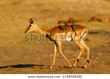 Impala (Aepyceros malampus), and Redbilled Oxpeckers (Buphagus erythrorhynchus), Kruger National Park, South Africa.