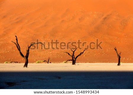 Dead Vlei, Namib-Naukluft National Park, Namib desert, Namibia.