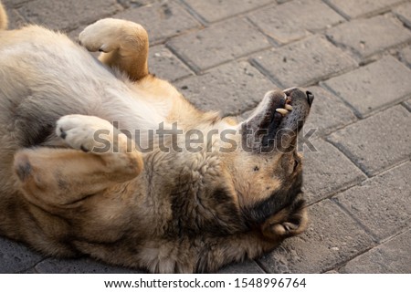 Stray dog sleeping on its back. Old dog lying on the street. Brown Dog playing dead. Aged steet dog with scary teeth. Royalty-Free Stock Photo #1548996764