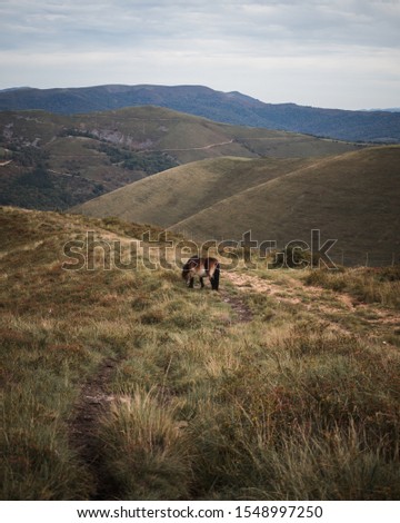 
View of horse walking and grazing in the mountains of Cantabria
