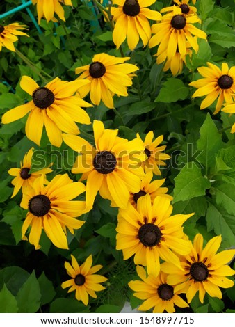 Summer photo with yellow flowers 