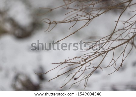 snow and trocken christmas tree, winter background