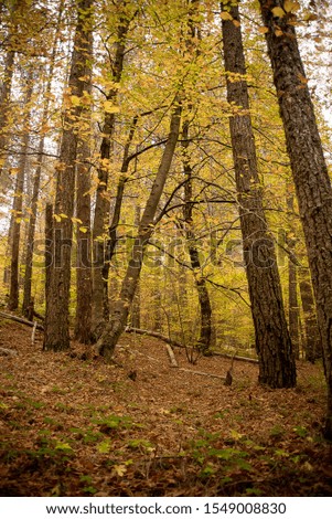 Golden autumn in the woods of Sila Italy