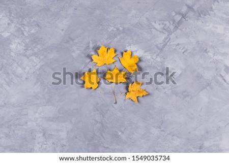 Autumn concept. Yellow maple leaves located in the center of a picture on gray concrete background. Flat lay, top view, copy space.