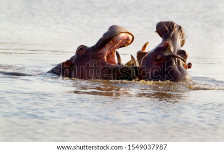 Hippopotamus (Hippopotamus amphibius), fighting, Kruger National Park, South Africa.