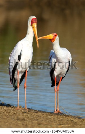 Yellowbilled Storks (Mycteria ibis),  loving pare male on the left preening the female at the lakeshore, Sunset Dam, Kruger National Park, South Africa.