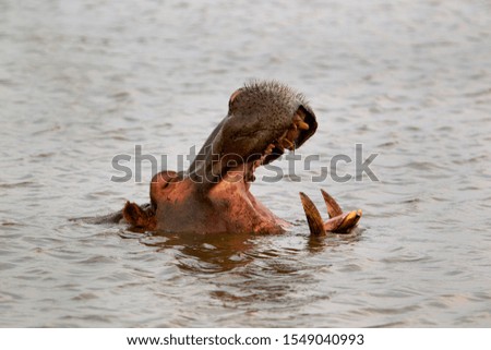 Hippopotamus (Hippopotamus amphibius), in the water, Kruger National Park, South Africa.
