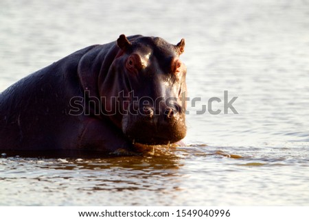 Hippopotamus (Hippopotamus amphibius), in the water, Kruger National Park, South Africa.