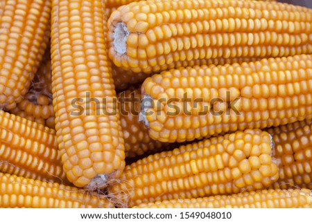 Corn close up, macro picture