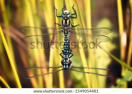 Close up of dragonflies mating  Royalty-Free Stock Photo #1549054481