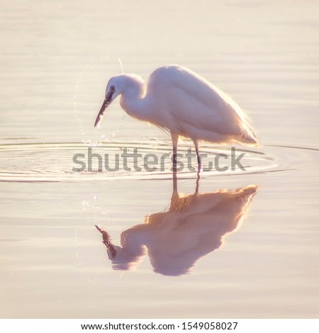 An Egret (White Heron) fishing Royalty-Free Stock Photo #1549058027