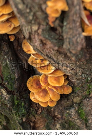 autumn mushrooms on a tree