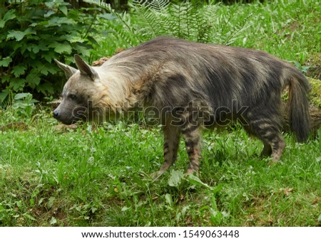 the brown hyena (Hyaena brunnea)
       