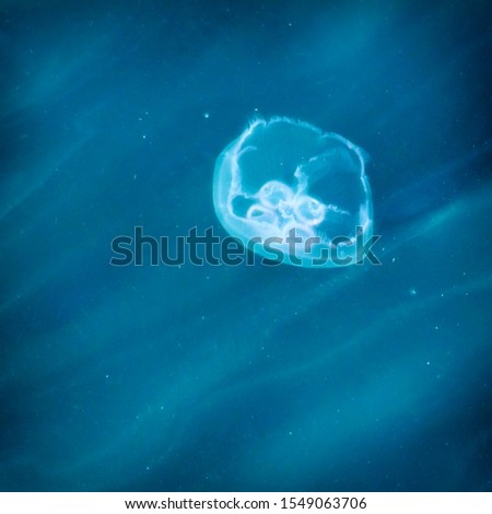 Close up of a jellyfish Royalty-Free Stock Photo #1549063706