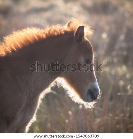 Portrait of a foal (young horse) Royalty-Free Stock Photo #1549063709