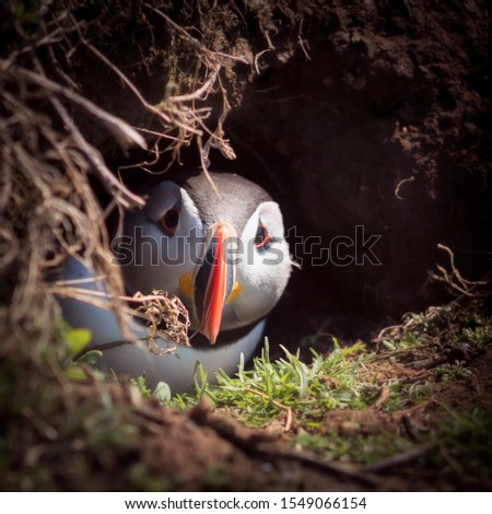 Close up of a puffin Royalty-Free Stock Photo #1549066154