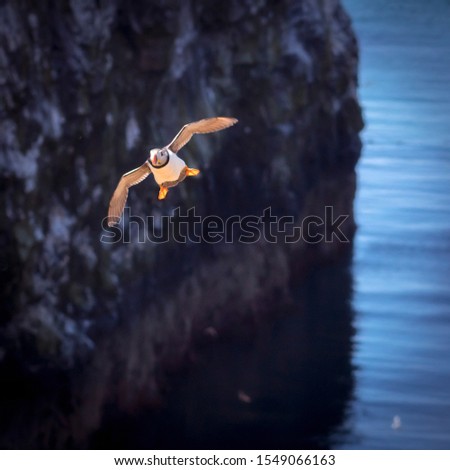 Close up of a puffin Royalty-Free Stock Photo #1549066163