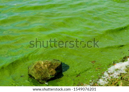 Green algae pollution on a water surface. Ecological concept