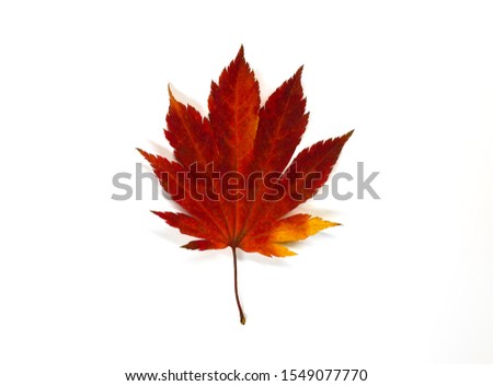 maple leaf leaves isolated  on white background