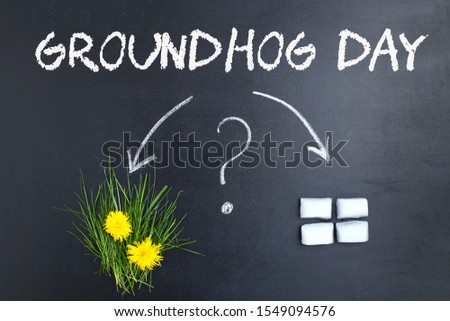 Flat lay Groundhog Day: arrows and question mark drawn in chalk on a blackboard, a bunch of grass with yellow dandelion flowers and white pieces of ice