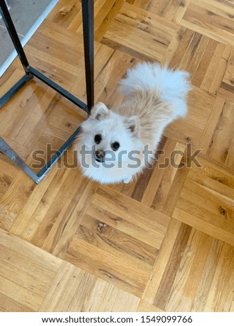 Cute white pomarian dog picture