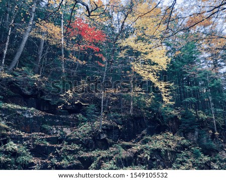 Muted picture of a mountainside with colorful and green trees 