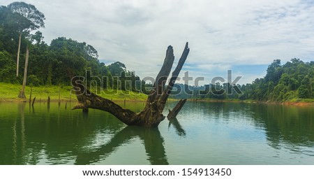 Rain forest at Kenyir lake, Malaysia