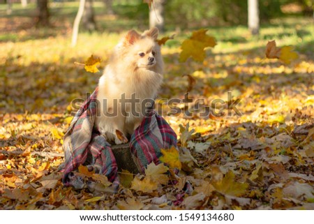 Red Pomeranian German Spitz sits on a stump in autumn foliage with a checkered scarf. clover flying leaves, autumn card with copy space