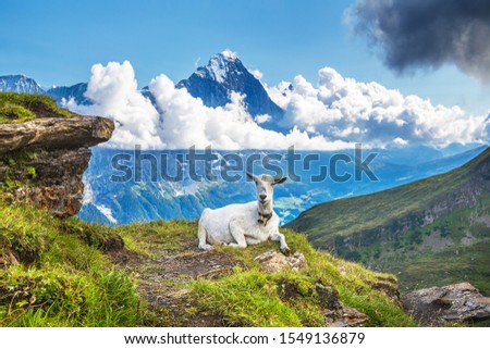 Morning  view on Bernese range above Bachalpsee lake. Popular tourist attraction. Location place Swiss alps, Grindelwald valley, Europe. Artistic picture.