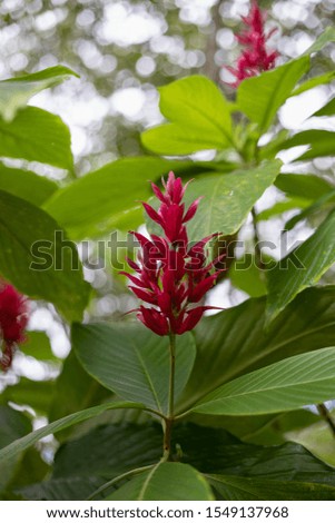 tropical plant red Flowers bush tree on bokeh background with clipping paths