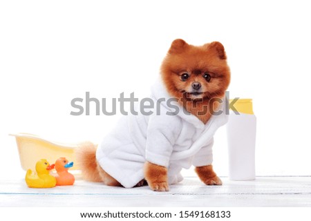 Pomeranian spitz wearing bathrobe against white background