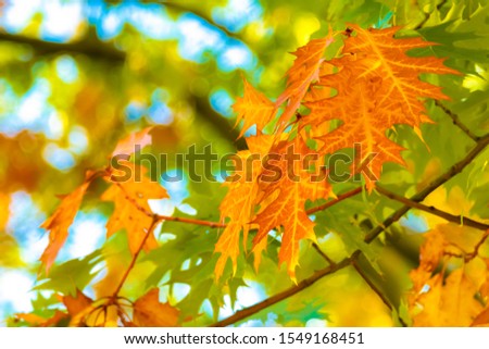 Quercus rubra L. in autumn, coloured leafes of red oak during autumn time on the blue sky background