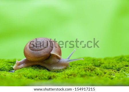 snail on green background