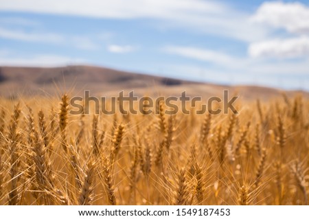 Wheat up close with scenic hill in the background