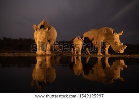 Two white rhino families drinking from a pond in the evening