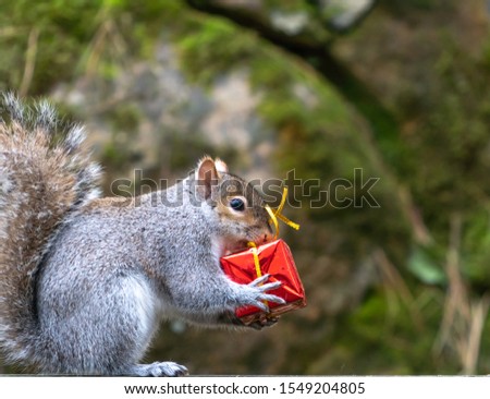 Curious gray squirrel (Scours carolinensis) trying to open Christmas gift