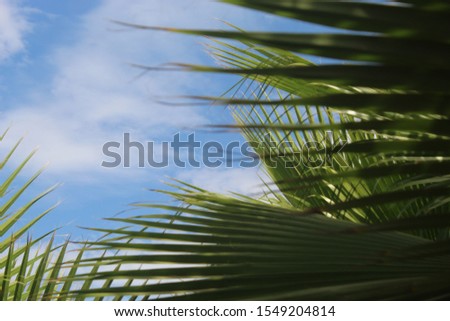 Morocco,agadir ,27 november 2019 12:50 AM. Blue Sky Clouds Palm Thorns Dangerous palm, pangs or teeth.Green palm fins .tree leaves
