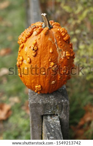 Warty, bumpy pumpkin sitting on a fence post. 