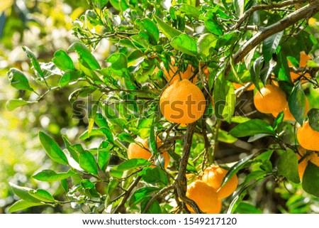 Ripe oranges in autumn orchard
