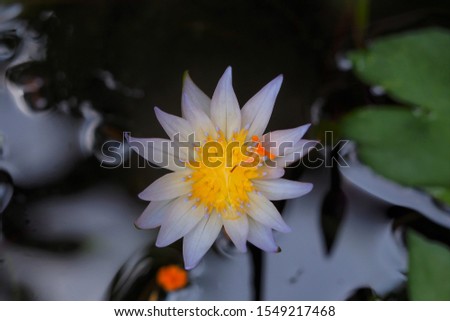 White lotus flowers in the pond