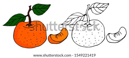 Mandarin branch painted . Fruit for background, texture, wrapper pattern, frame or border.