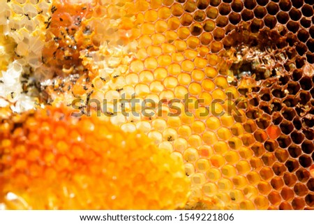 this pic shows  the honeycomb have a structure of hexagonal cells with golden honey and many ants in cells, texture or background concept.