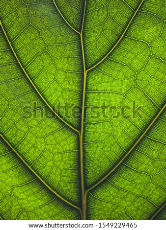 Leaves - textures and details of fresh green leaves in nature green