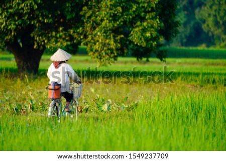 Chau Doc, Vietnam - NOV, 2018: Local people working and riding bicycle on rice field in Mekong Delta, An Giang, Southern Vietnam.