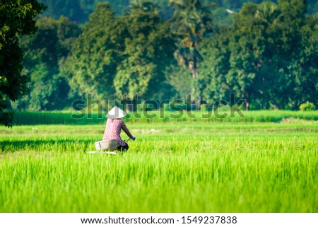 Chau Doc, Vietnam - NOV, 2018: Local people working and riding bicycle on rice field in Mekong Delta, An Giang, Southern Vietnam.